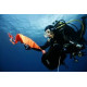 N2 FFESSM Niveau 2 de Formation en Plongée sous marine