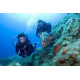 PA20 FFESSM Plongeur Autonome a 20 m